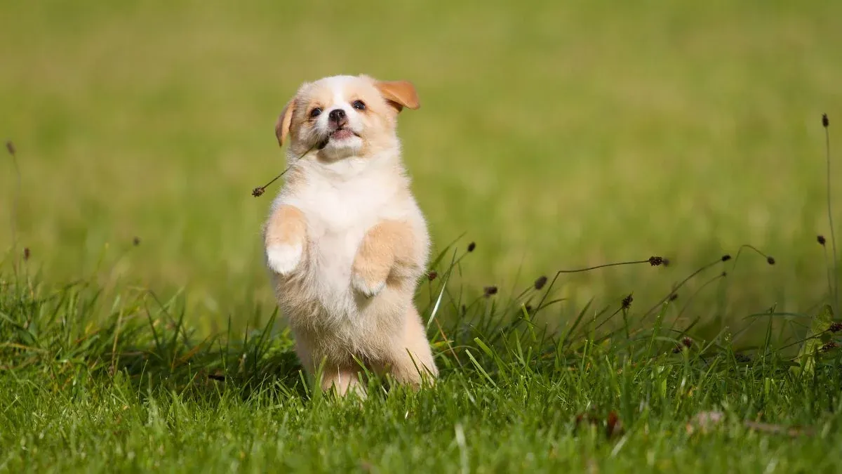 Hình Ảnh Con Chó Cute Ngắm Không Chớt Nhất 100+ Bộ Sưu Tập Đáng Yêu · ảnh 1