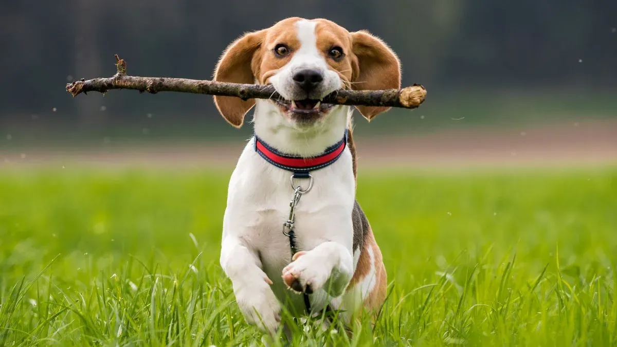 Hình Ảnh Con Chó Cute Ngắm Không Chớt Nhất 100+ Bộ Sưu Tập Đáng Yêu · ảnh 3