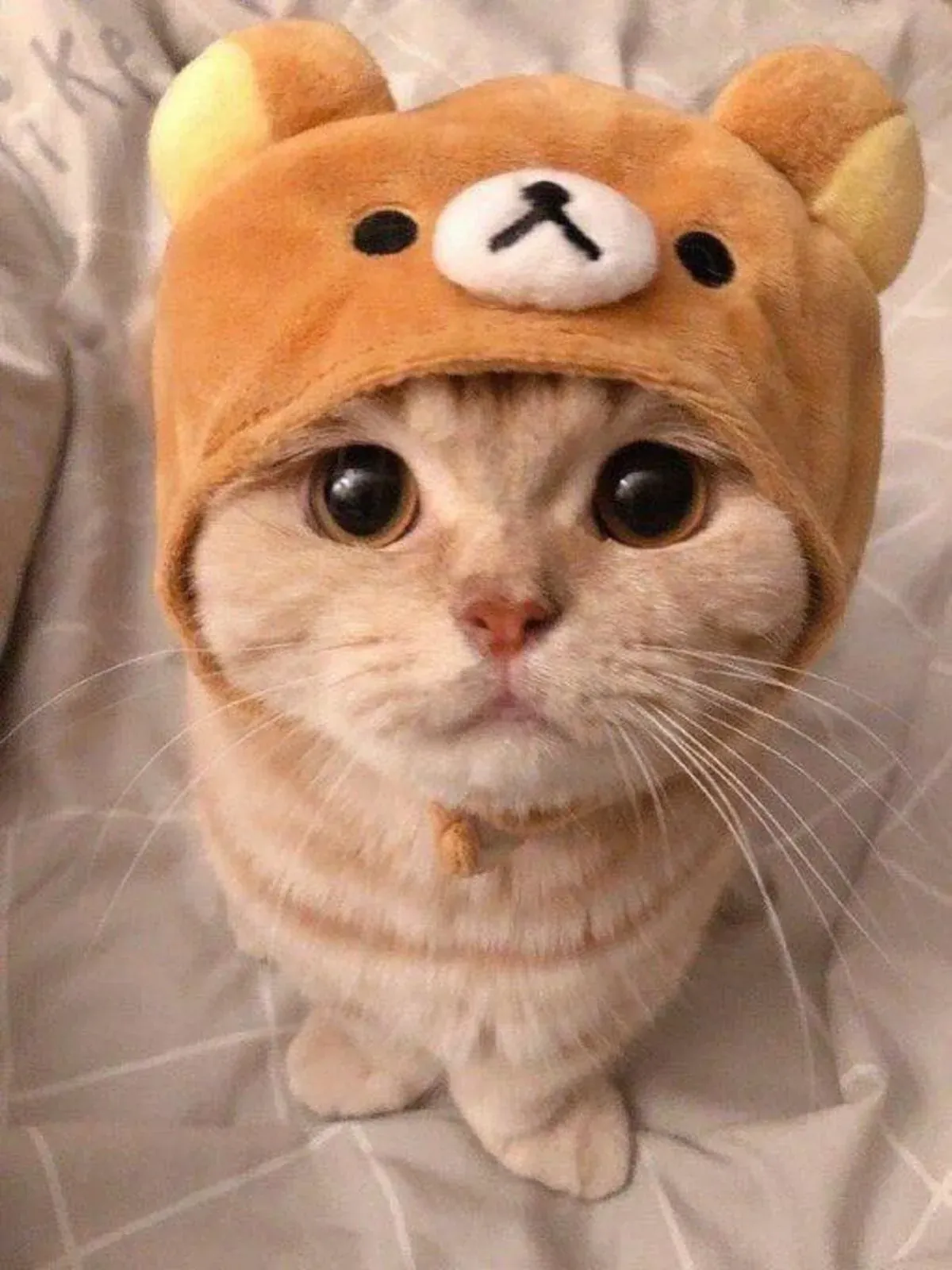 Hình ảnh mèo cute: Tuyển tập 200+ ảnh chất lượng cao đáng yêu · ảnh 2
